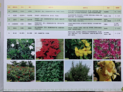 姬木香采集到种植配置资料文