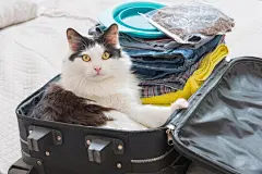 点击来源直接获取大图文件 |猫坐在行李箱里