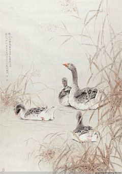 玉岭花采集到工笔