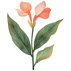 点击来源直接获取大图文件 |一朵美人蕉的简单水彩画插图