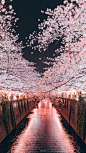 明年，愿大家都可以和喜欢的人一起看樱花

壁纸 |：日本旅拍摄影师kelvin李 ​ ​​​​