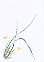 自然,花,叶子,兰花,绘画作品_214233bd8_国画--木兰_创意图片_Getty Images China