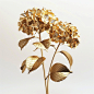 Golden hydrangeas, minimalist design, white background, in the style of golden metal texture, solid color blocks, clean and elegant, Octane render, the hydrangea is made of a gold material with leaves on the stem, it has two golden flowers at its foot, ea