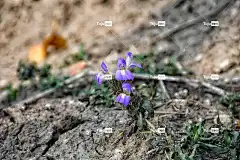 花 开花 丰富多彩的 花卉背景 美丽的花朵 花壁纸 自然