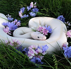 苹果★★采集到动物