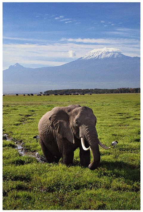 Mt. Kilimanjaro - Ta...