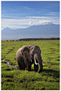 Mt. Kilimanjaro - Tanzania