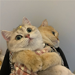 不再改改了吗采集到❤喵星人