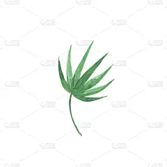 叶子,白色背景,分离着色,水彩画,色彩鲜艳,假叶树属,水彩颜料,水,绘画插图