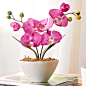 促销室内桌面高档精品花卉绿植盆栽 蝴蝶兰花苗 多种花色任选