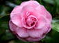 Rose Debutante 