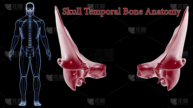 人体骨骼头骨颞骨解剖医学概念3D