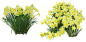 中国水仙花