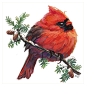 【肥啾】红衣凤头鸟【不能养就画一只系列】​​​ ​​​​【雪娃娃萌宠】【可爱鸟】【野生动物】【生物多样性】