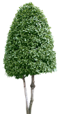 TM_056AP.png