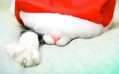 可爱猫咪的圣诞节桌面高清壁纸桌面壁纸3