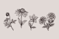 手绘素描风格黑白花卉插画矢量图素材