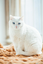猫 动物 动物 猫 白猫 蓝眼睛 中华田园猫
