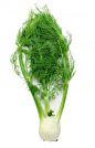球根茴香 fennel-a #bg##白色背景##素材#