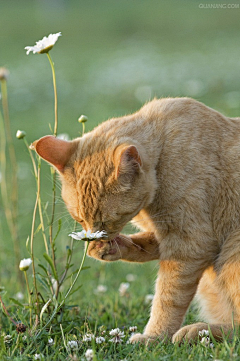 非君采集到猫咪