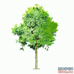 最全100-1张精美园林植物水彩效果图（拉丁名+种名） - 手绘效果图 - 园林学习网 - 10年专注！最大最精最专一的园林景观行业交流平台 - 手机版