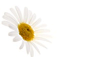 Close-Up Of White Daisy_创意图片_Getty Images China