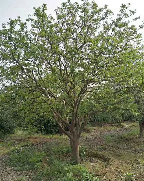 香泡A