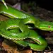 Trimeresurus stejnegeri SCHMIDT, 1925福建竹叶青