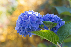 林中小蜗采集到花园