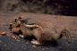 侧纹岩松鼠：兽纲，国家三级保护动物。