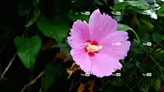 莎伦玫瑰 韩国 韩国菊花 自然 花壁纸 花 粉红色 大韩民国