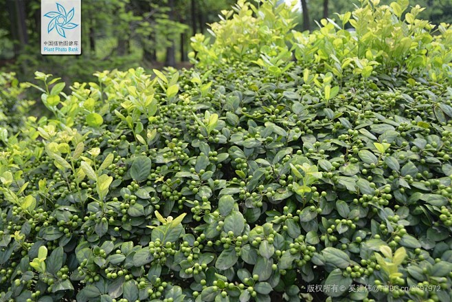 无刺枸骨 Ilex cornuta Lindl. & Paxton 'National' 中国植物图像库