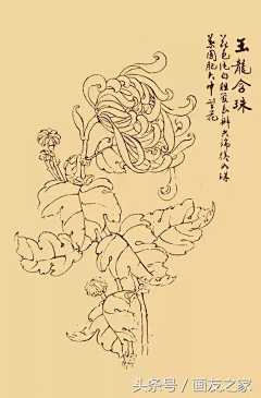 ldFpfnUh采集到菊花