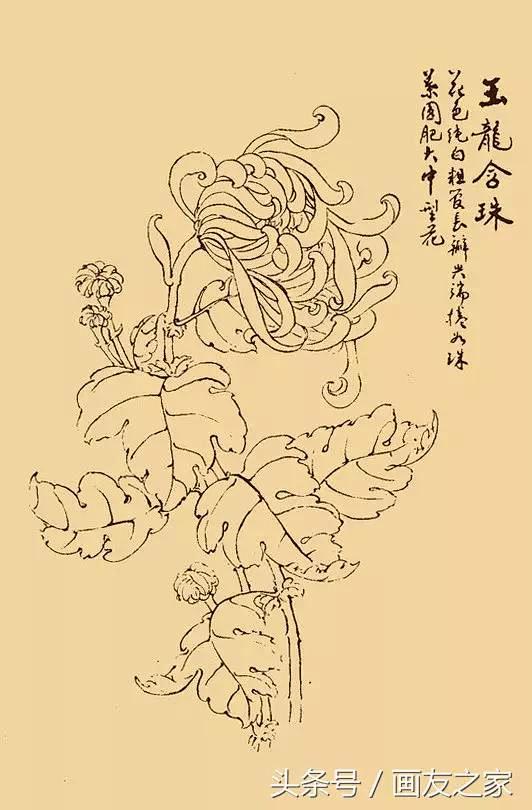 白描菊花