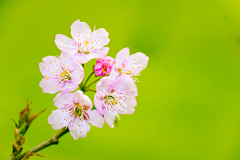 Fancy_随风采集到花