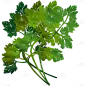 手绘-端午节食物贴纸-艾叶