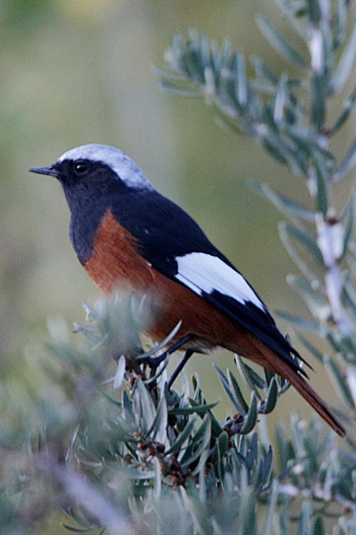 雀形目鸫科红尾鸲属红腹红尾鸲
