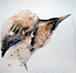 旧金山插画师Karl Martens的唯美鸟儿水彩画作品，他将中国书法与西洋水彩相结合，用一种空灵的绘画风格让画笔下的鸟儿栩栩如生~