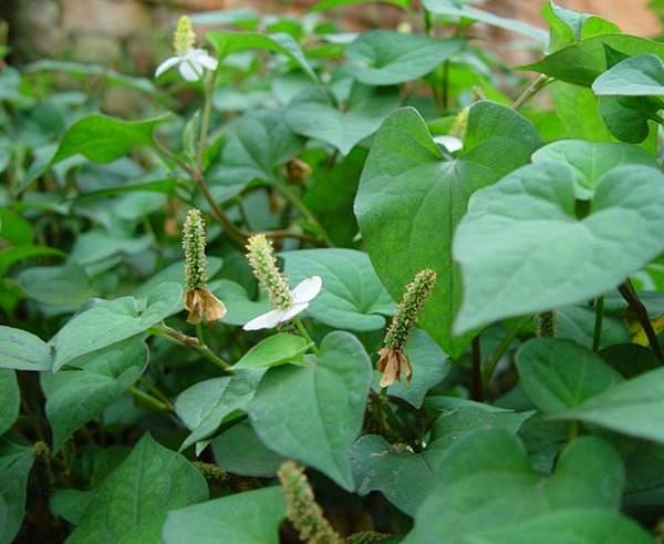 鱼腥草三白草科蕺菜属多年生草本喜温暖湿润花期56月穗状花序