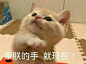 牵朕的手，快（萌宠）（表情包）