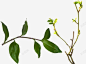 绿色植物树枝 草本植物 元素 免抠png 设计图片 免费下载 页面网页 平面电商 创意素材