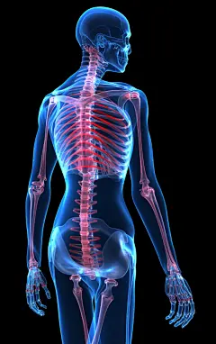 谷歌素材图片关节骨骼素材