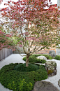 autumn-maple-tree-with-mondo-grass-manicured-japanese