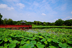Jacksonya采集到植物