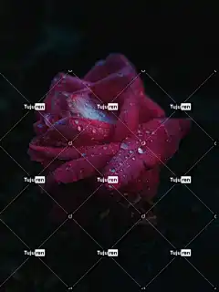 花 玫瑰 露 花壁纸 美丽的花朵 玫瑰花 滴 自然 花瓣