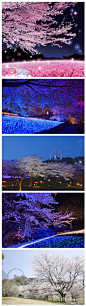 摄苑每日一图发光的樱花你见过么。在日本的神奈川相模原市将于3月20~4月8日，于さがみ湖イルミリオン举行【夜樱灯景会】。寂静的森林，盛放的樱花，届时将化为一片闪光花海！仿佛进入了漫画世界一样啊！太美了！！怎么样心动了么？