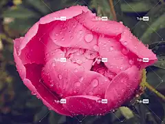 牡丹 美丽的花朵 性质 粉色的 花卉背景 花壁纸 滴 花