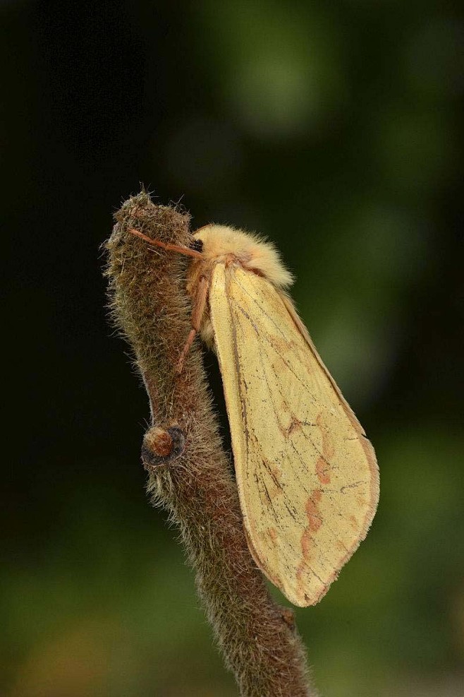 鳞翅目蝙蝠蛾总科蝙蝠蛾