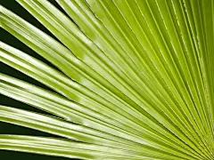 植物绿叶绿色护眼高清壁纸桌面壁纸1