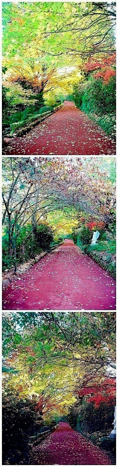 悬崖上の金鱼姬采集到这世间的美景